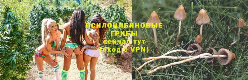 Псилоцибиновые грибы Psilocybe  купить наркотик  Бабаево 